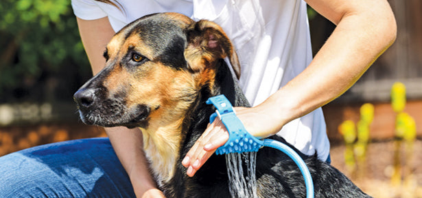 Dus cu perie de mana pentru ingrijirea animalului de companie