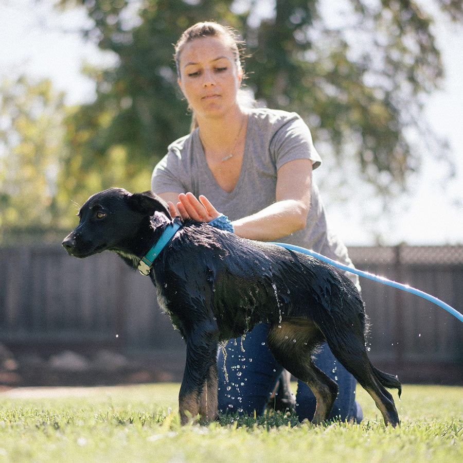 Dus cu perie de mana pentru ingrijirea animalului de companie